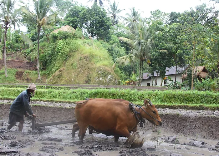 Cepik By Agata Sidemen (Bali)